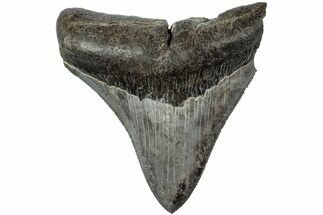 Serrated, Fossil Megalodon Tooth - South Carolina #203129