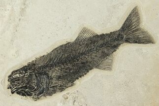 Uncommon Fish Fossil (Mioplosus) - Wyoming #222823