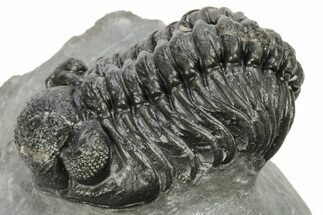 Phacopid (Adrisiops) Trilobite - Jbel Oudriss, Morocco #222413