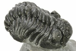 Phacopid (Adrisiops) Trilobite - Jbel Oudriss, Morocco #222415
