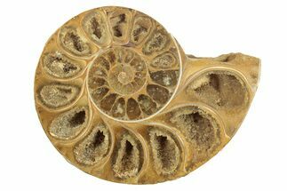Jurassic Cut & Polished Ammonite Fossil (Half) - Madagascar #223250