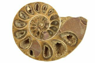 Jurassic Cut & Polished Ammonite Fossil (Half) - Madagascar #223252
