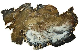 Hubbard Basin Petrified Wood Slab - Nevada #222139