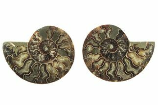 Cut & Polished, Agatized Ammonite Fossil - Madagascar #223193