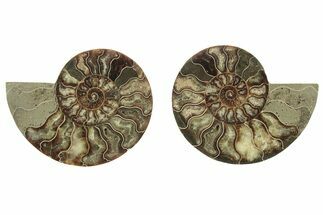 Cut & Polished, Agatized Ammonite Fossil - Madagascar #223195