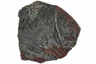 Silurian Fossil Crinoid (Scyphocrinites) Plate - Morocco #223281