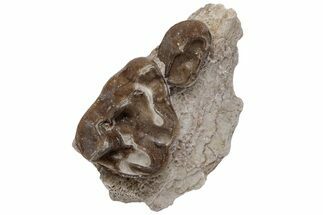 Fossil Horse (Mesohippus) Jaw Section - South Dakota #223348