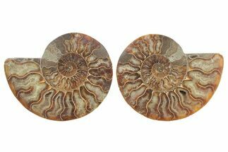 Cut & Polished, Agatized Ammonite Fossil - Madagascar #223112