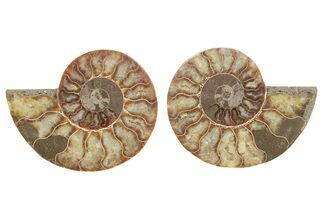 Cut & Polished, Agatized Ammonite Fossil - Madagascar #223119