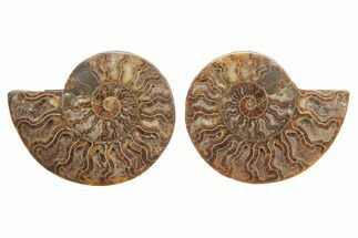 Cut & Polished, Agatized Ammonite Fossil - Madagascar #223121
