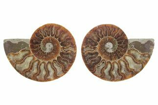 Cut & Polished, Agatized Ammonite Fossil - Madagascar #223124