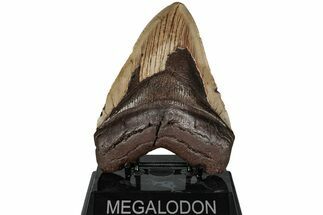 Fossil Megalodon Tooth - North Carolina #223626