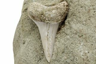 Fossil Mako Shark Tooth On Sandstone - Bakersfield, CA #223712
