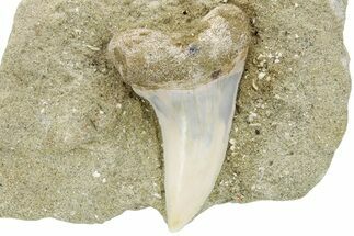 Hooked Mako Shark Tooth Fossil On Sandstone - Bakersfield, CA #223740