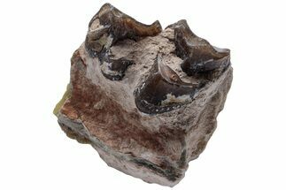 Oreodont (Merycoidodon) Jaw Section - South Dakota #223604