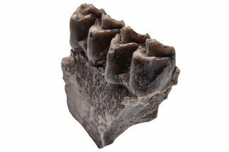 Oreodont (Merycoidodon) Jaw Section - South Dakota #223617
