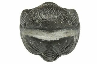 Wide, Enrolled Austerops Trilobite - Morocco #223973
