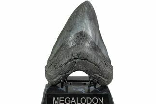 Huge, Fossil Megalodon Tooth - South Carolina #223933