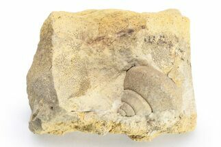 Ordovician Gastropod (Clathrospira) Fossil - Wisconsin #224329