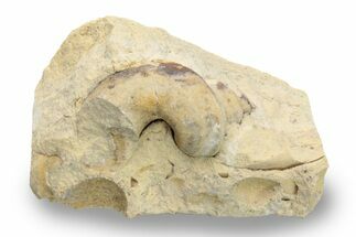 Ordovician Gastropod (Trochonema) Fossil - Wisconsin #224374