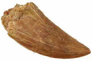 Serrated, Raptor Tooth - Real Dinosaur Tooth #224181