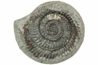 Ammonite (Dactylioceras) Fossil - England #223868