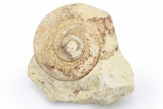 Ordovician Gastropod (Liospira) Fossil - Wisconsin #224293