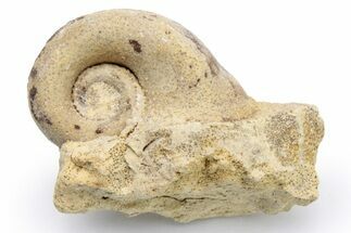 Ordovician Gastropod (Salpingostoma) Fossil - Wisconsin #224298