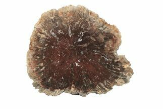 Unusual Petrified Wood Round From Madagascar - Rare! #224069