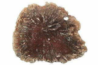 Unusual Petrified Wood Round From Madagascar #224076
