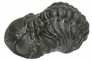 Wide, Curled Austerops Trilobite - Morocco #224078