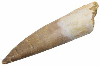 Fossil Plesiosaur (Zarafasaura) Tooth - Morocco #224417