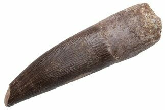 Fossil Plesiosaur (Zarafasaura) Tooth - Morocco #224419