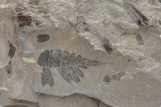 Pennsylvanian Fossil Fern (Neuropteris) Plate - Kentucky #224624