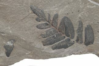 Pennsylvanian Fossil Fern (Neuropteris) Plate - Kentucky #224639