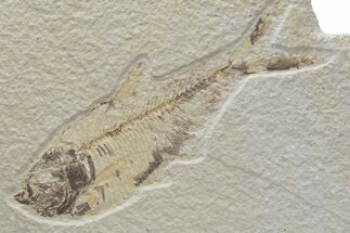 Fossil Fish (Diplomystus) - Green River Formation #224647