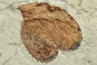 Fossil Leaf (Zizyphus) - Montana #223801