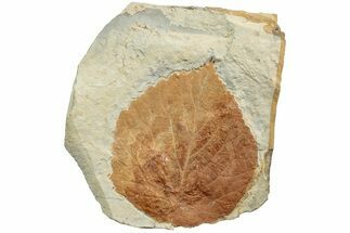 Fossil Leaf (Davidia) - Montana #223807
