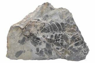 Pennsylvanian Fossil Fern (Neuropteris) Plate - Kentucky #224660