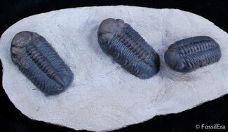 Triple Phacops Trilobite Plate - Very Displayable #2308