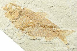 Fossil Fish (Knightia) - Wyoming #224488