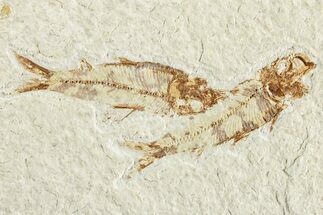 Two Detailed Fossil Fish (Knightia) - Wyoming #224540