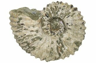Bumpy Ammonite (Douvilleiceras) Fossil - Madagascar #224615