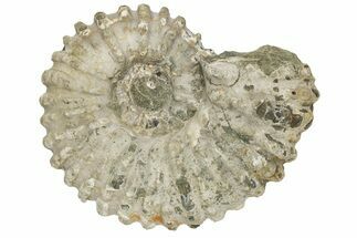 Bumpy Ammonite (Douvilleiceras) Fossil - Madagascar #224617
