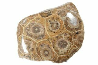 Polished Fossil Coral (Actinocyathus) From Morocco - to / #225008