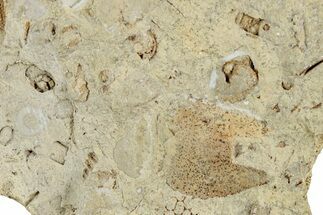 Ordovician Chiton (Echinochiton) Plate Fossil - Wisconsin #224864