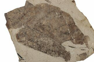 Fossil Leaf (Alnus) - McAbee Fossil Beds, BC #224950