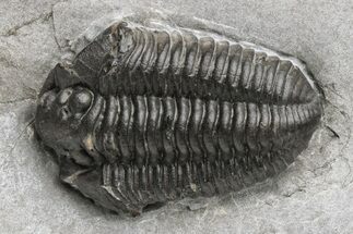 Prone Fossil Calymene Niagarensis Trilobite - New York #224921