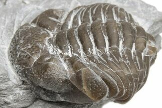 Enrolled Eldredgeops Trilobite Fossil - Ohio #224925