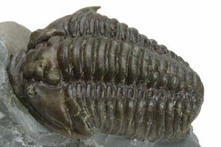 Flexicalymene Meeki Trilobite - Monroe, Ohio #224893